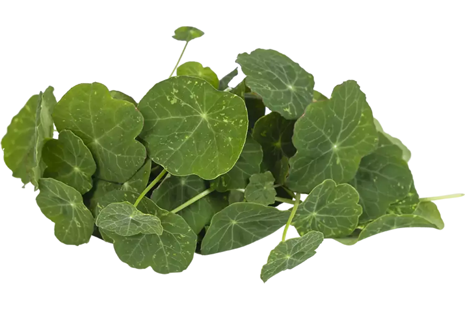 Oost-Indische kers 25gr stuk